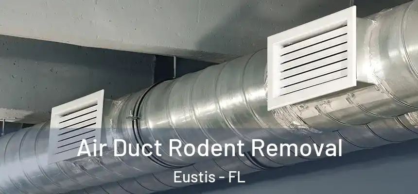 Air Duct Rodent Removal Eustis - FL