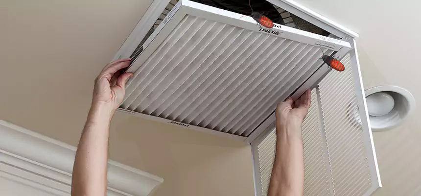 Our Insect Removal from Air Ducts Services in Eustis, FL