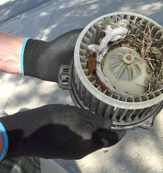 About Air Duct Rat Removal in Eustis, FL